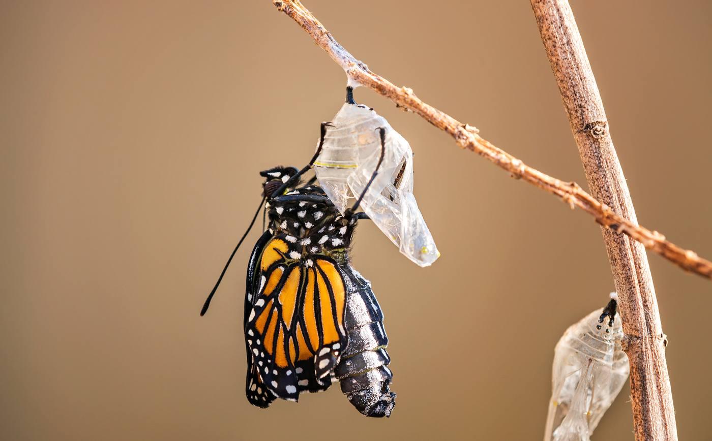 Butterfly emerging from cocoon - The Cocoon Phase